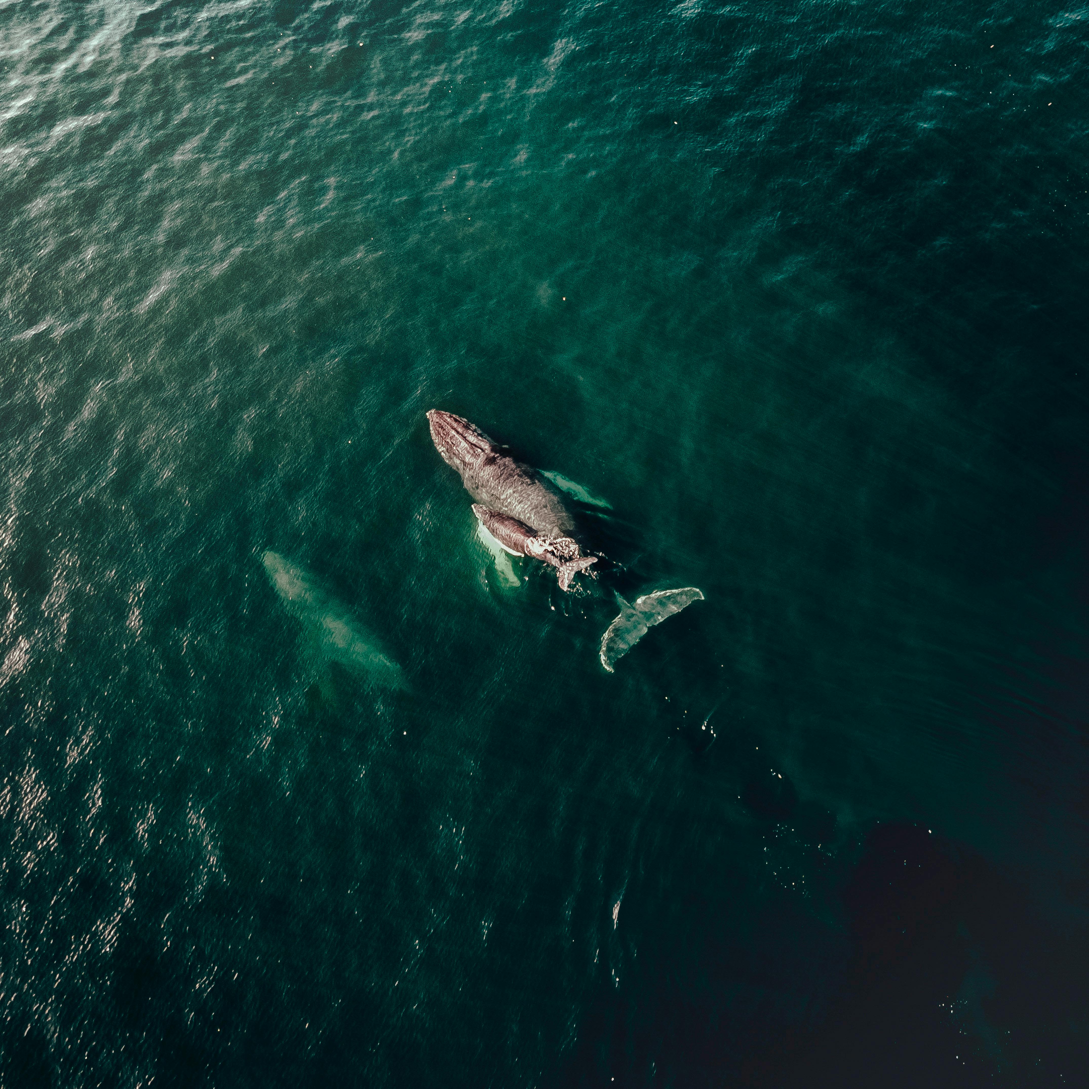 Captivating aerial shot of whales swimming in the deep blue ocean waters, showcasing marine life.